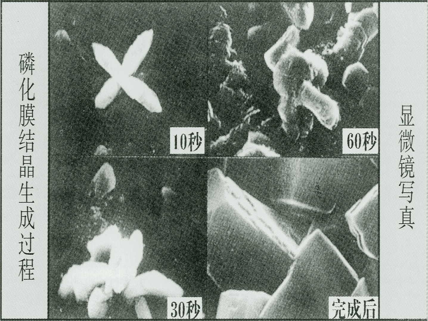 b）磷化膜不同時(shí)間顯微寫真.png